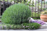 f3fbbd16-IMG_9708 lavanda.jpg